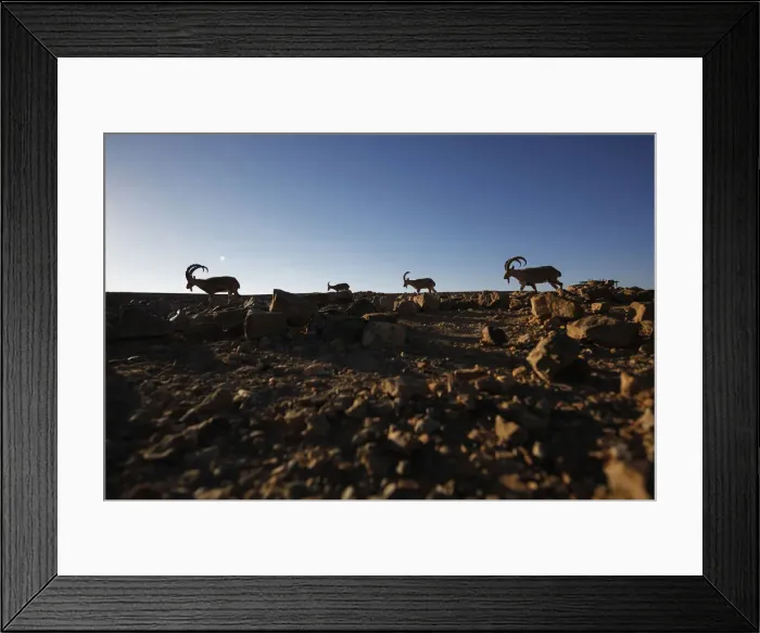 Framed Print : Ibexes roam on a cliff in southern Israels Negev desert Framed Print : Ibexes roam on a cliff in southern Israels Negev desert