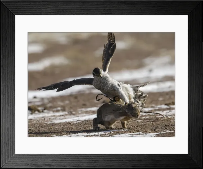 Framed Print : A tamed hawk attacks a rabbit during the traditional hunting contest outside the village