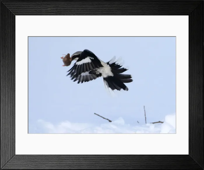 Framed Print : A great grey shrike grabs a mouse in a field near the village of Vasilkova Framed Print : A great grey shrike grabs a mouse in a field near the village of Vasilkova