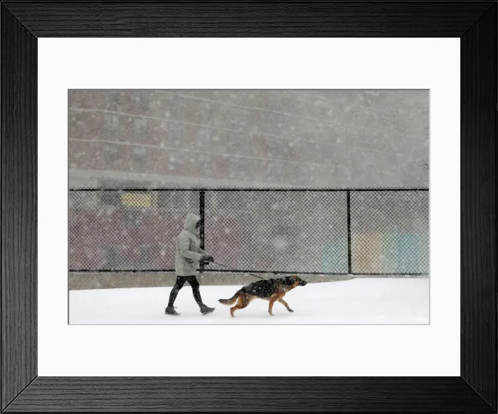 Framed Print : A woman walks a dog in upper Manhattan during a snowstorm in New York City Framed Print : A woman walks a dog in upper Manhattan during a snowstorm in New York City