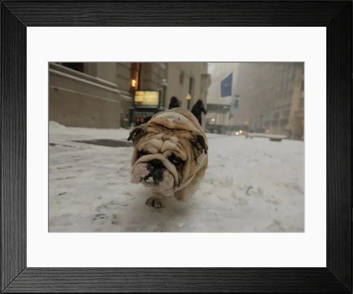 Framed Print : A bulldog walks through the snow during a snowstorm in New York