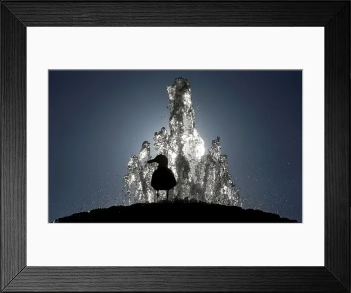 Framed Print : A seagull stands atop a fountain in Saint Peters Square at the Vatican Framed Print : A seagull stands atop a fountain in Saint Peters Square at the Vatican