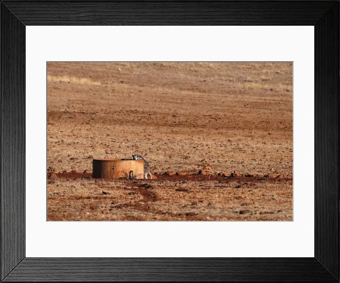 Framed Print : A kangaroo drinks from a water tank located in a drought-effected paddock on farmer Ash Framed Print : A kangaroo drinks from a water tank located in a drought-effected paddock on farmer Ash