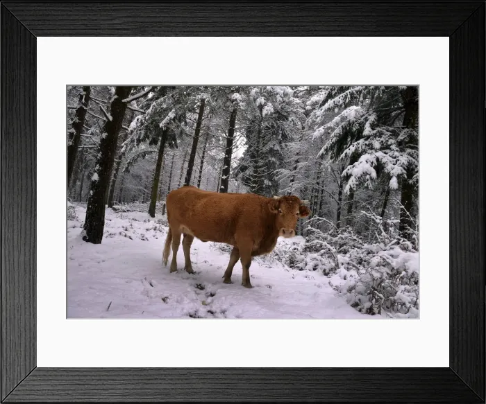 Framed Print : A cow stands in a snow covered pine forest in the Basque mountain port of Opakoa Framed Print : A cow stands in a snow covered pine forest in the Basque mountain port of Opakoa