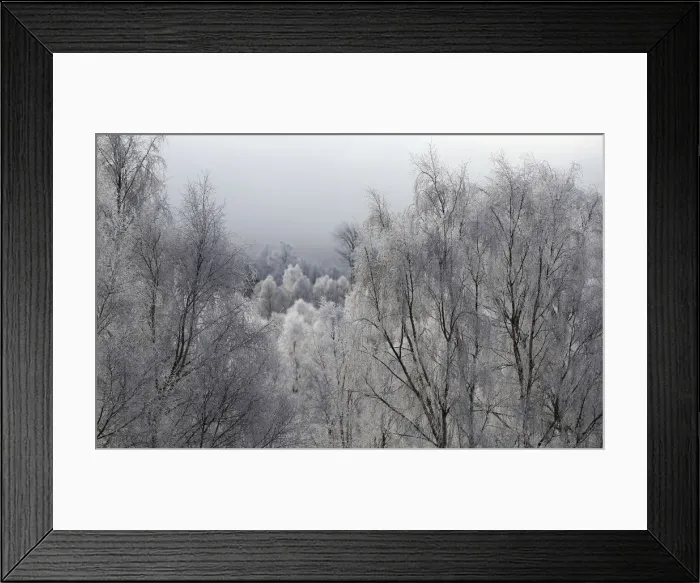 Framed Print : Trees are covered in frost on a winter morning in the valley of the Spey River near Framed Print : Trees are covered in frost on a winter morning in the valley of the Spey River near