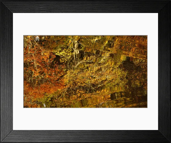 Framed Print : Autumn leaves are reflected in Loch Faskally in Pitlochry Framed Print : Autumn leaves are reflected in Loch Faskally in Pitlochry