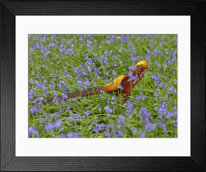 Framed Print : A golden pheasant walks amongst bluebells at Kew Gardens in west London Framed Print : A golden pheasant walks amongst bluebells at Kew Gardens in west London