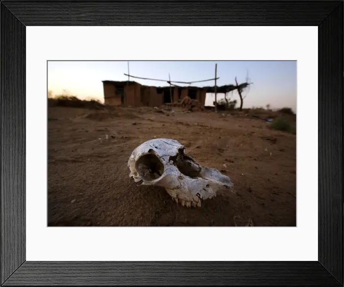 Framed Print : An animal skull lies on the ground at an abandon farm, near the dried up Shiyang river Framed Print : An animal skull lies on the ground at an abandon farm, near the dried up Shiyang river