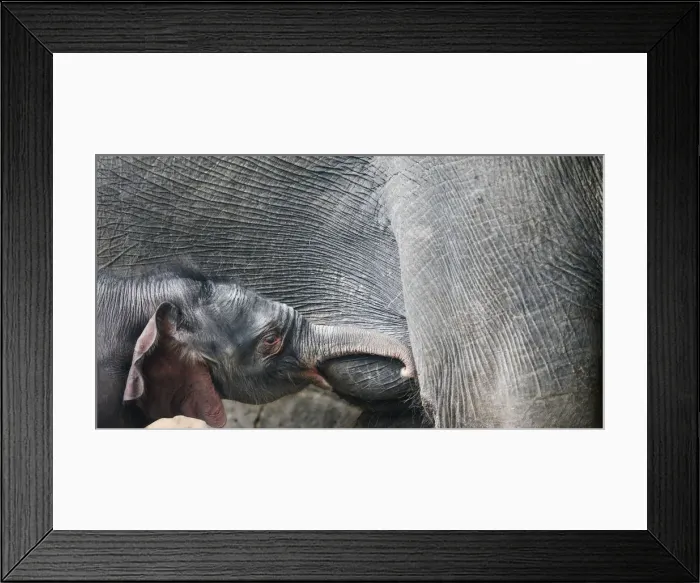 Framed Print : A four-day-old baby elephant is breastfed at the Tierpark Zoo in Berlin Framed Print : A four-day-old baby elephant is breastfed at the Tierpark Zoo in Berlin