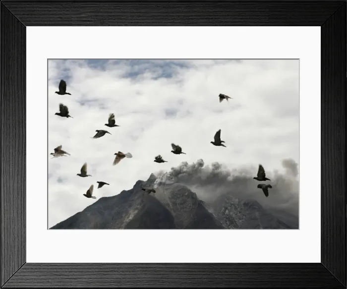 Framed Print : Pigeons fly near Mount Sinabung as it spews ash and hot lava during an eruption near Framed Print : Pigeons fly near Mount Sinabung as it spews ash and hot lava during an eruption near