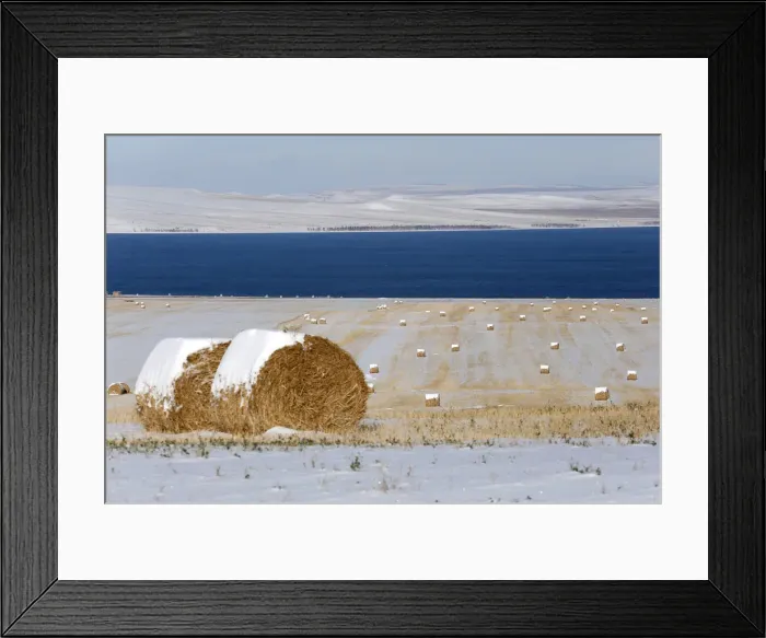 Framed Print : Rolls of hay covered with snow are seen on an agrarian field on the bank of the Belyo Framed Print : Rolls of hay covered with snow are seen on an agrarian field on the bank of the Belyo