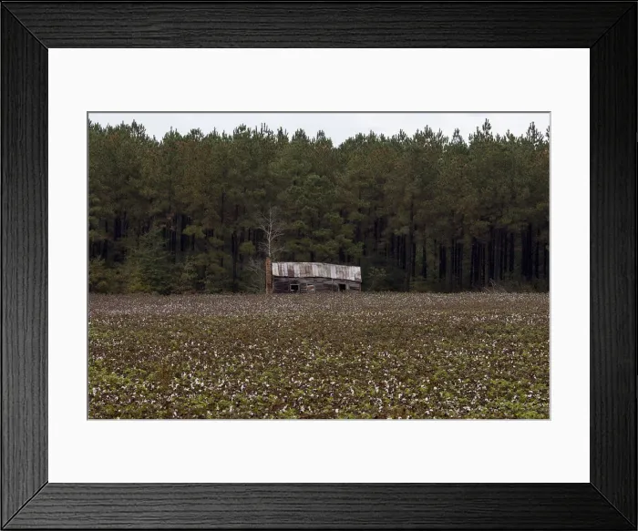 Framed Print : The Wider Image: The Legacy of King Cotton in the American South Framed Print : The Wider Image: The Legacy of King Cotton in the American South