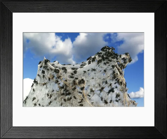 Framed Print : Spiders are seen in their webs spun round dry sticks on a bush next to flood waters in Framed Print : Spiders are seen in their webs spun round dry sticks on a bush next to flood waters in