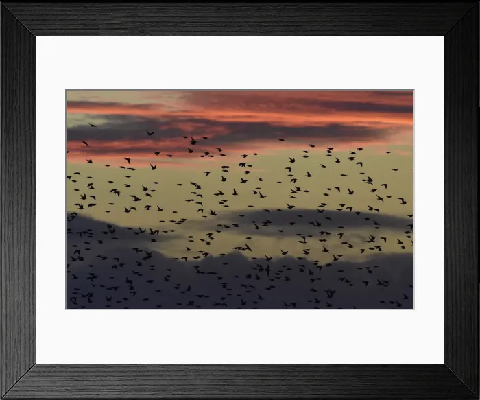Framed Print : Large flocks of starlings fly at dusk over the Somerset Levels near Glastonbury Framed Print : Large flocks of starlings fly at dusk over the Somerset Levels near Glastonbury
