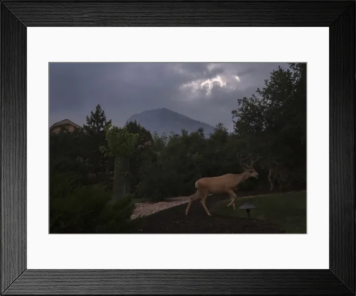 Framed Print : Smoke from the Waldo Canyon fire blankets a hill in the background as an antlered deer