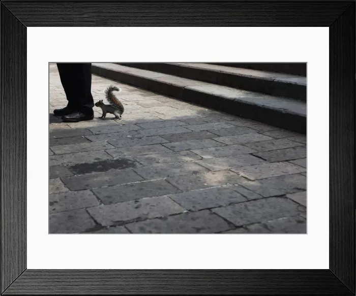 Framed Print : A squirrel smells the feet of a man in Mexico City Framed Print : A squirrel smells the feet of a man in Mexico City