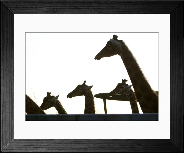 Framed Print : Giraffes gather at the Paris Zoological Park in the Bois de Vincennes in the east of Framed Print : Giraffes gather at the Paris Zoological Park in the Bois de Vincennes in the east of