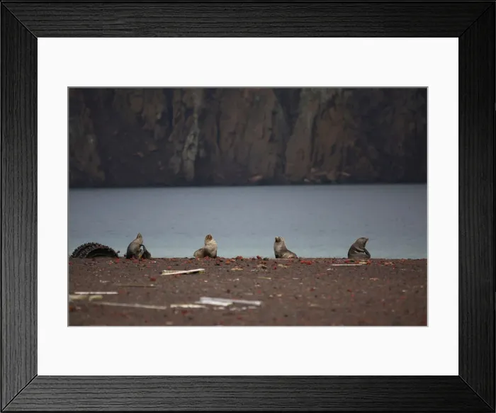 Framed Print : The Wider Image: Journey to Antarctica: seals, penguins and glacial beauty Framed Print : The Wider Image: Journey to Antarctica: seals, penguins and glacial beauty