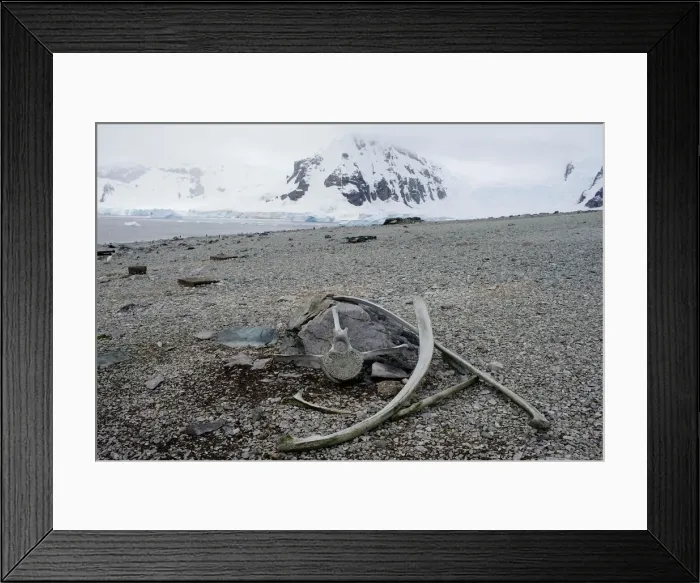Framed Print : The Wider Image: Journey to Antarctica: seals, penguins and glacial beauty