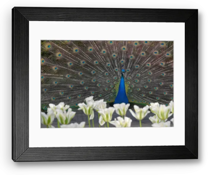 Framed Print : A peacock displays his plumage as part of a courtship ritual to attract a mate Framed Print : A peacock displays his plumage as part of a courtship ritual to attract a mate