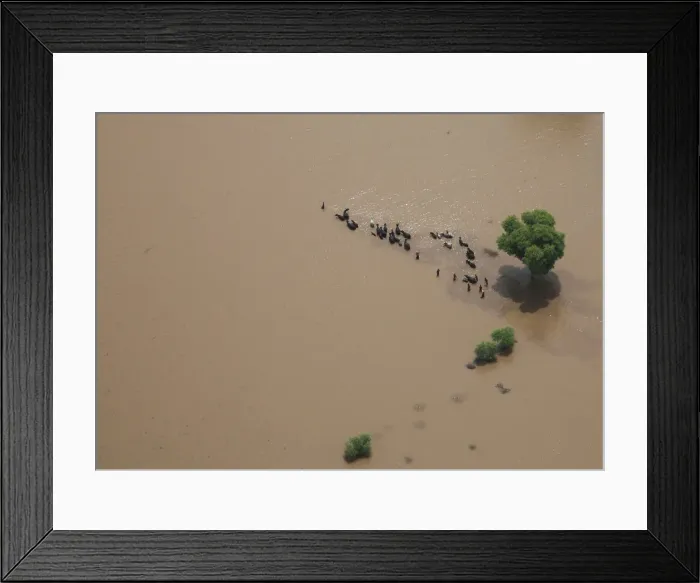 Framed Print : Residents move their cattle through floodwaters in Pakistans Muzaffargarh district
