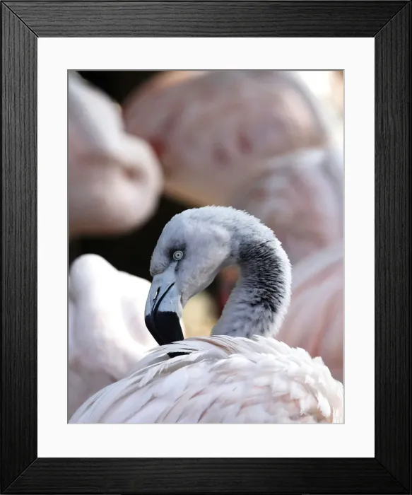 Framed Print : A flamingo is pictured in a park in Mannheim Framed Print : A flamingo is pictured in a park in Mannheim