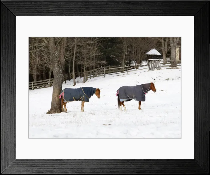 Framed Print : A pair of horses takes a break from grazing over snow covered pasture in Great Falls Framed Print : A pair of horses takes a break from grazing over snow covered pasture in Great Falls