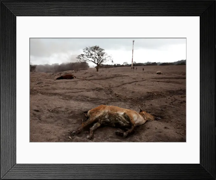 Framed Print : A dead calf is seen at an area affected by the eruption of the Fuego volcano at El Rodeo Framed Print : A dead calf is seen at an area affected by the eruption of the Fuego volcano at El Rodeo