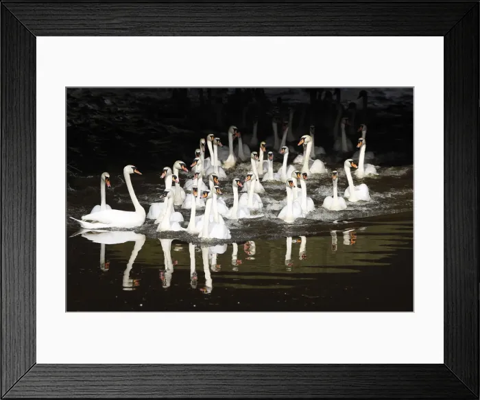 Framed Print : Swans stretch and swim after being released from winter quarters in Hamburg
