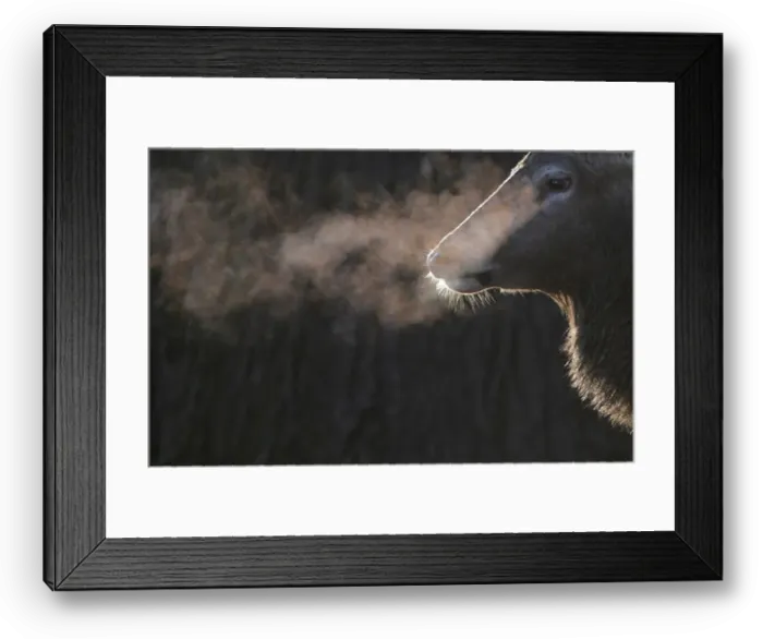 Framed Print : A deer stands in the early morning light in Richmond Park in south west London Framed Print : A deer stands in the early morning light in Richmond Park in south west London