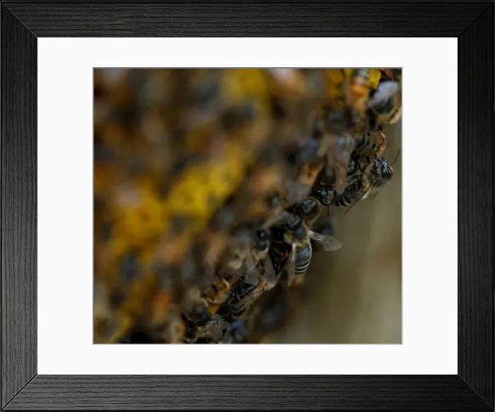 Framed Print : Bees are seen on honeycombs inside a beehive in Gharghur