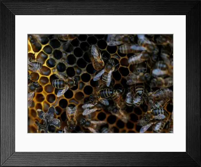 Framed Print : Bees are seen on honeycombs inside a beehive in Gharghur Framed Print : Bees are seen on honeycombs inside a beehive in Gharghur