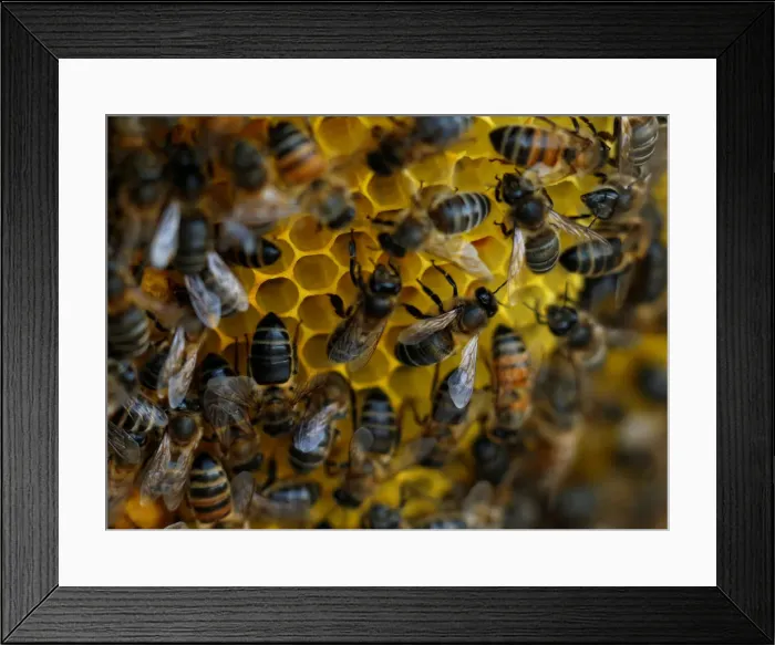 Framed Print : Bees are seen on honeycombs inside a beehive in Gharghur Framed Print : Bees are seen on honeycombs inside a beehive in Gharghur