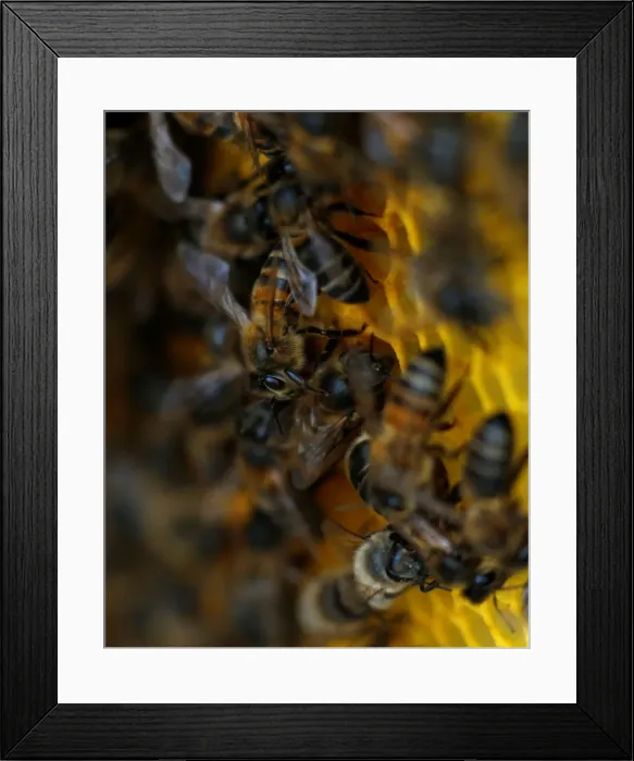 Framed Print : Bees are seen on honeycombs inside a beehive in Gharghur