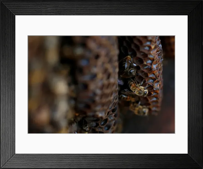 Framed Print : Bees are seen on honeycombs inside a beehive in Gharghur Framed Print : Bees are seen on honeycombs inside a beehive in Gharghur