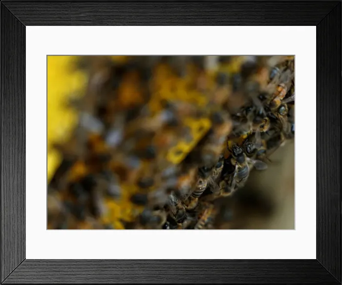 Framed Print : Bees are seen on honeycombs inside a beehive in Gharghur Framed Print : Bees are seen on honeycombs inside a beehive in Gharghur