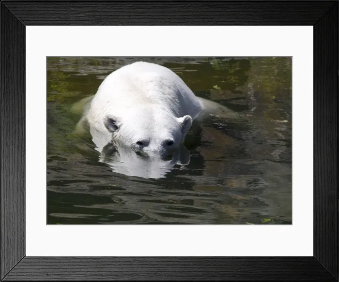 Framed Print : Nancy the polar bear cools off in a pool on a hot summer day at the Berlin Zoo Framed Print : Nancy the polar bear cools off in a pool on a hot summer day at the Berlin Zoo