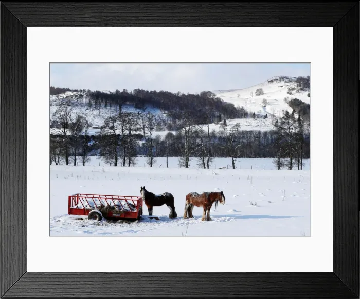 Framed Print : Horses stand in a snowy field in Pilochry, Scotland Framed Print : Horses stand in a snowy field in Pilochry, Scotland