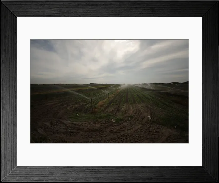 Framed Print : Fields of lettuce are irrigated near Cape Town
