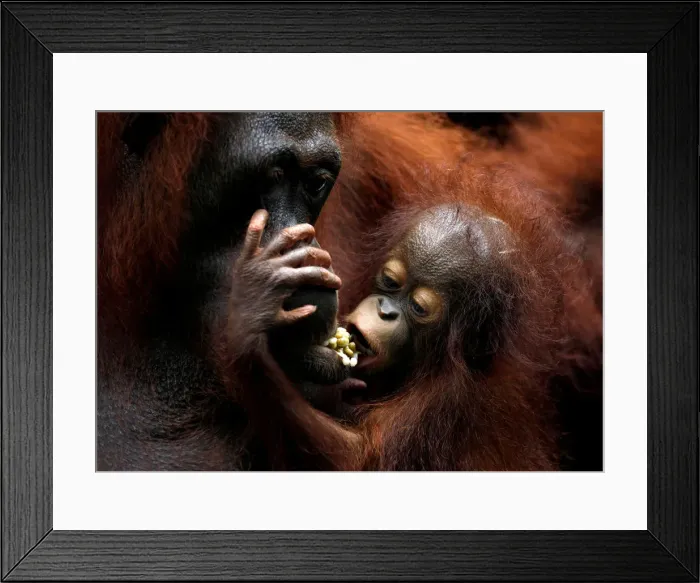 Framed Print : Khansa, the Singapore Zoos 46th orangutan baby, clings to its mother Anita during a