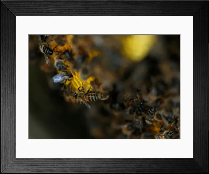 Framed Print : Bees are seen on honeycombs inside a beehive in Gharghur Framed Print : Bees are seen on honeycombs inside a beehive in Gharghur