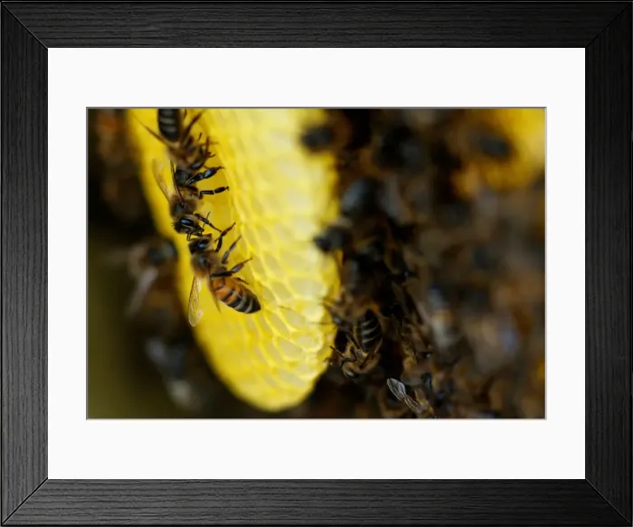 Framed Print : Bees are seen on honeycombs inside a beehive in Gharghur Framed Print : Bees are seen on honeycombs inside a beehive in Gharghur