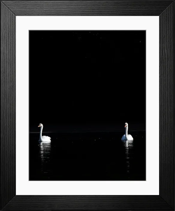Framed Print : Swans are seen in morning sunlight on the Serpentine Lake in London, Britain Framed Print : Swans are seen in morning sunlight on the Serpentine Lake in London, Britain