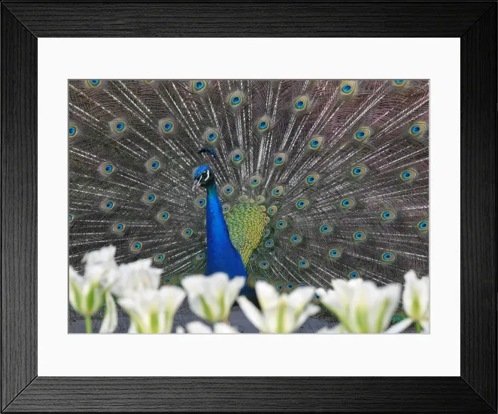 Framed Print : A peacock displays his plumage as part of a courtship ritual to attract a mate