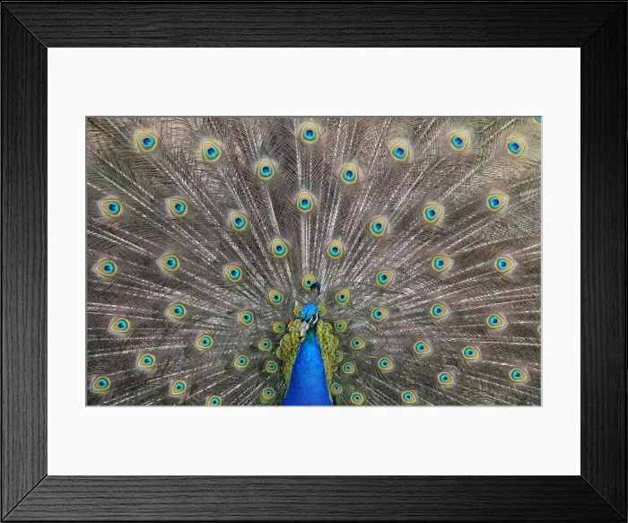 Framed Print : A peacock displays his plumage as part of a courtship ritual to attract a mate