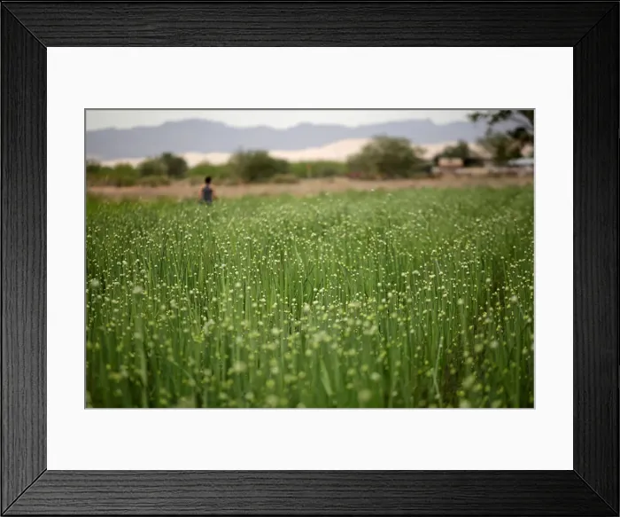 Framed Print : An onion plantation is seen in Samalayuca Framed Print : An onion plantation is seen in Samalayuca