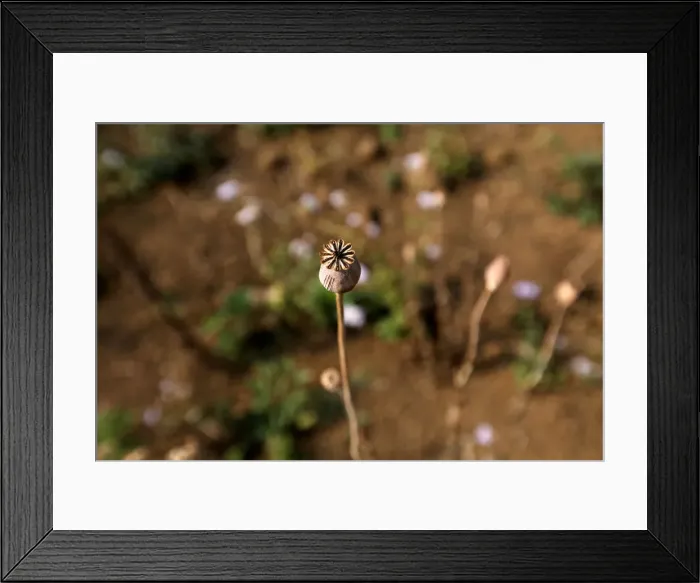 Framed Print : The Wider Image: Myanmar hills embrace silkworms over poppies Framed Print : The Wider Image: Myanmar hills embrace silkworms over poppies