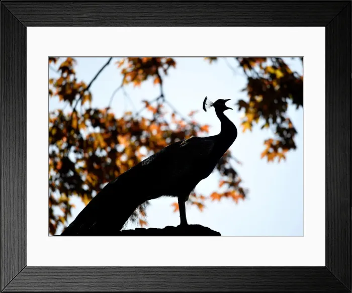 Framed Print : A peacock calls in a park in London, Britain Framed Print : A peacock calls in a park in London, Britain