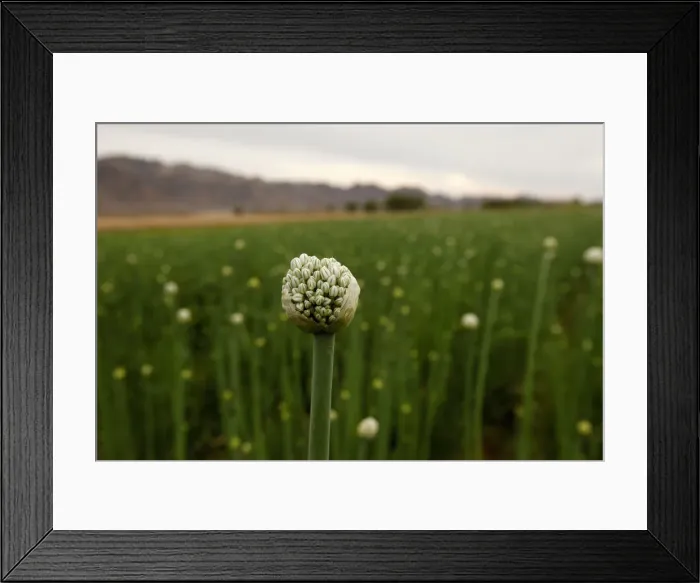 Framed Print : An onion plantation is seen in Samalayuca