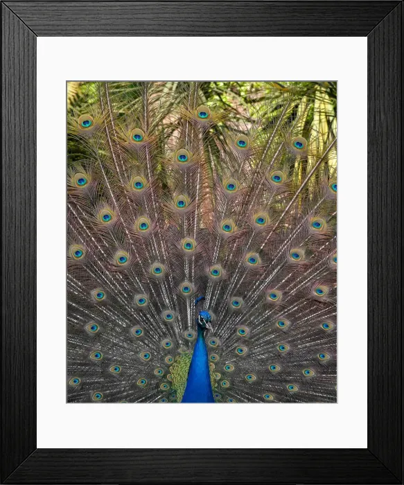 Framed Print : A peacock displays his plumage as part of a courtship ritual to attract a mate Framed Print : A peacock displays his plumage as part of a courtship ritual to attract a mate